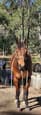 7 yr old Bay Thoroughbred Gelding (photo 1)
