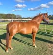 Kind and willing 5 yo welsh cross mare (photo 1)