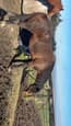 OTTB Mare 15’3 horse (photo 3)
