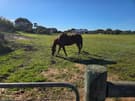 thoroughbred gelding stunning boy (photo 3)