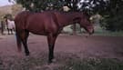 TB Mare Rising 8 Year Old OTT (photo 2)