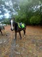 EOI  Brood, Teaser, or Project mare (photo 2)