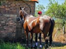 Standardbred bay gelding (photo 3)