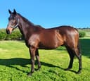 Thoroughbred gelding (photo 1)