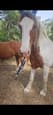 Gypsy cob x (photo 3)