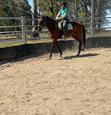 Project gelding - sound and ready to continue