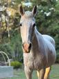 White Mare Stockhorse (photo 3)