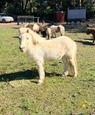 MINIATURE MARE (photo 2)