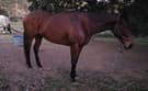 TB Mare Rising 8 Year Old OTT (photo 1)