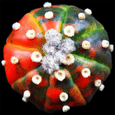 SOLD Huge grandfather Lophophora williamsii plant no. 433 LW cactus ...