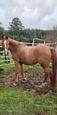 Chestnut Arabian Mare (photo 1)