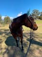 thoroughbred mare (photo 3)