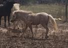 Free Mini Horses (photo 2)