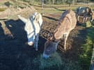 Hanah & Elf - Jerusalem Donkey