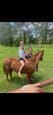 Rising 2yr old   Qh colt (photo 3)