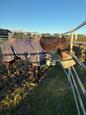 8 year old mare (photo 3)