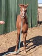 Appaloosa Filly Pipper (photo 2)