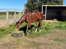 Lovely 4 year old Thoroughbred Mare (photo 2)