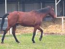 Horse for sale (photo 1)