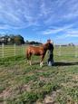 Chestnut TB Mare (photo 2)