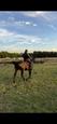 8 year old mare (photo 2)