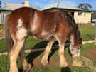Registered Clydesdale Mare (photo 1)