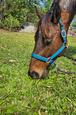 9yo 16hh OTTB Mare - Project Horse (photo 1)
