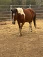 Horses for sale see details (photo 2)