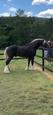 Drum Stallion Service (photo 1)