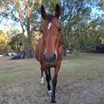 Arabian mare unregistered (photo 1)