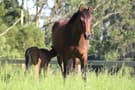 Warmblood broodmare (photo 1)