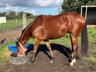 Lovely 4 year old Thoroughbred Mare (photo 1)