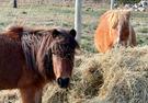 Miniature and small horse - stud dispersal priced $600-$1500 (photo 1)