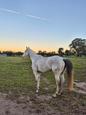 Stunning grey TB mare (photo 1)
