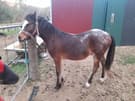Bay Palouse colt, part bred Welsh (photo 1)