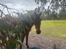 Horse for sale (photo 2)