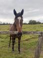 Quiet TB mare (photo 2)
