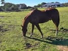 thoroughbred gelding stunning boy (photo 1)