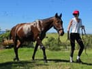 Standardbred bay gelding (photo 1)