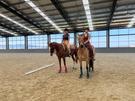 Beautiful chestnut mare (photo 1)