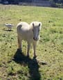 MINIATURE MARE (photo 1)