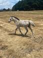EIO: Purebred Welsh B Colt (photo 2)