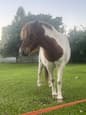 Mini Pony Mare (photo 1)
