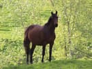Warmblood broodmare (photo 3)