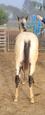 Appaloosa Filly (snow white) (photo 2)
