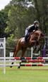 Safe Gelding (photo 2)
