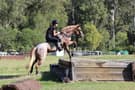 Large Welsh Pony Mare (photo 2)