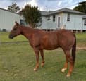 4yo Registered quarter horse gelding. By highway to hell. (photo 3)