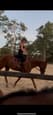 Beautiful Gelding (photo 2)