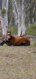 Horses for good home (photo 3)